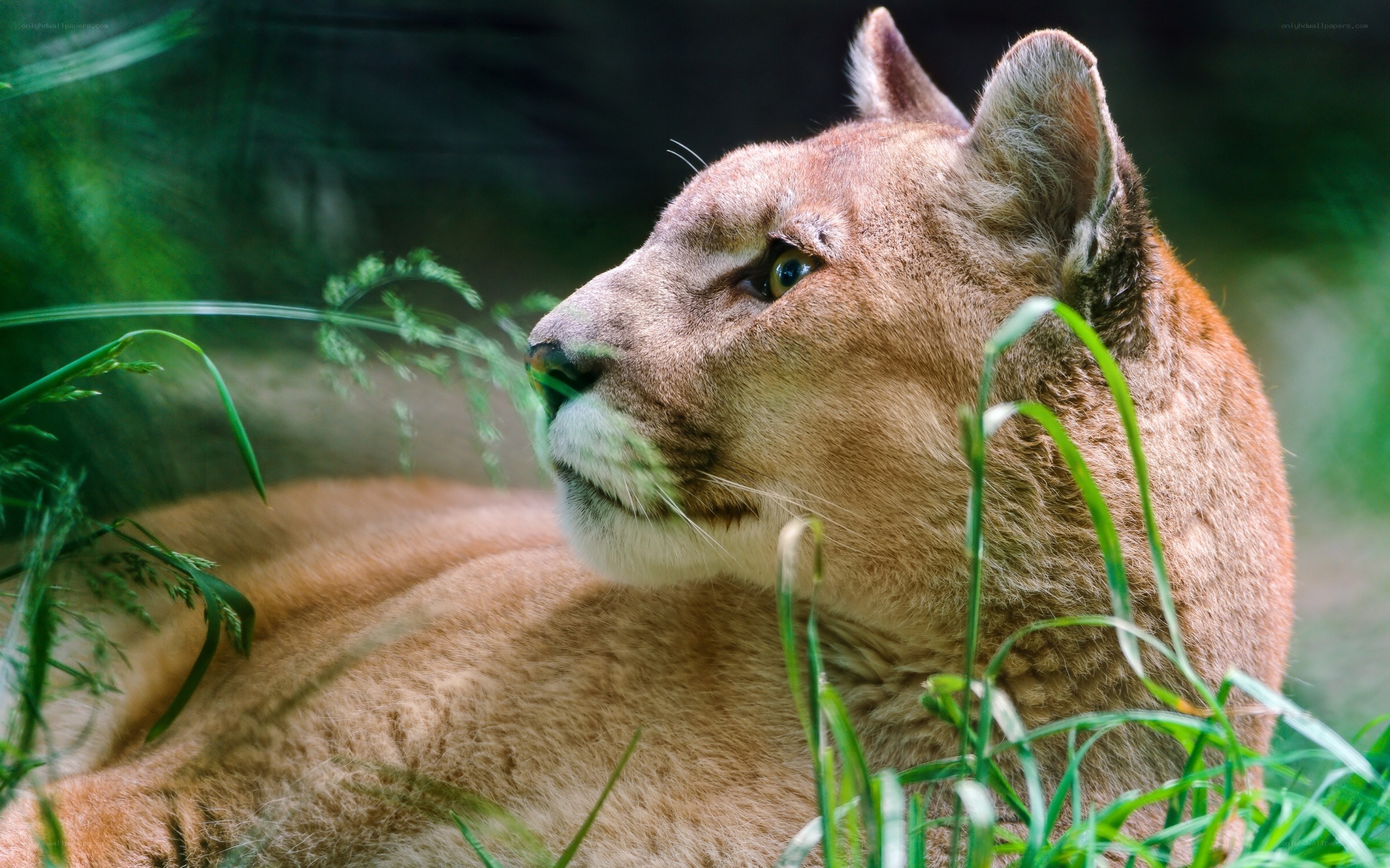 Cougar in the grass