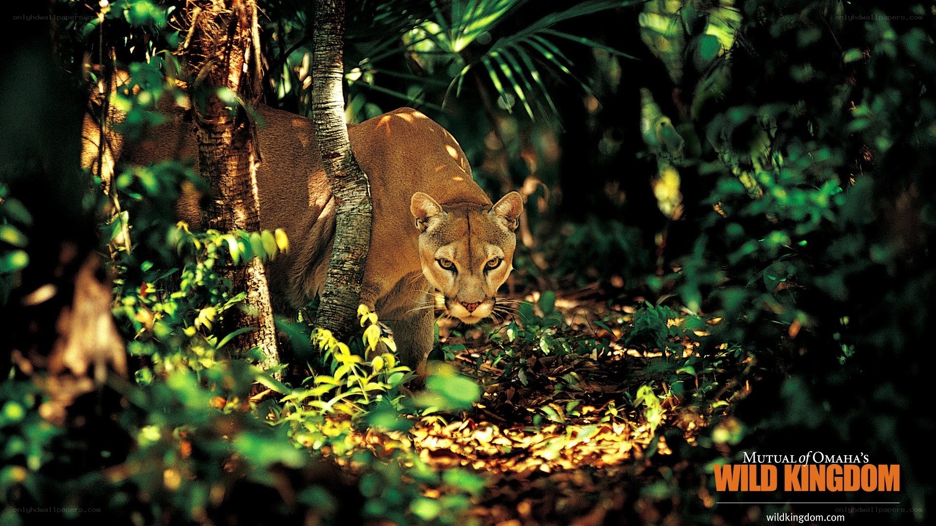 Cougar in the jungle