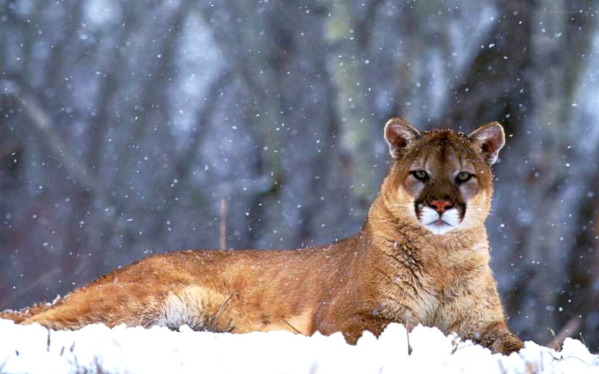 Cougar in the snow