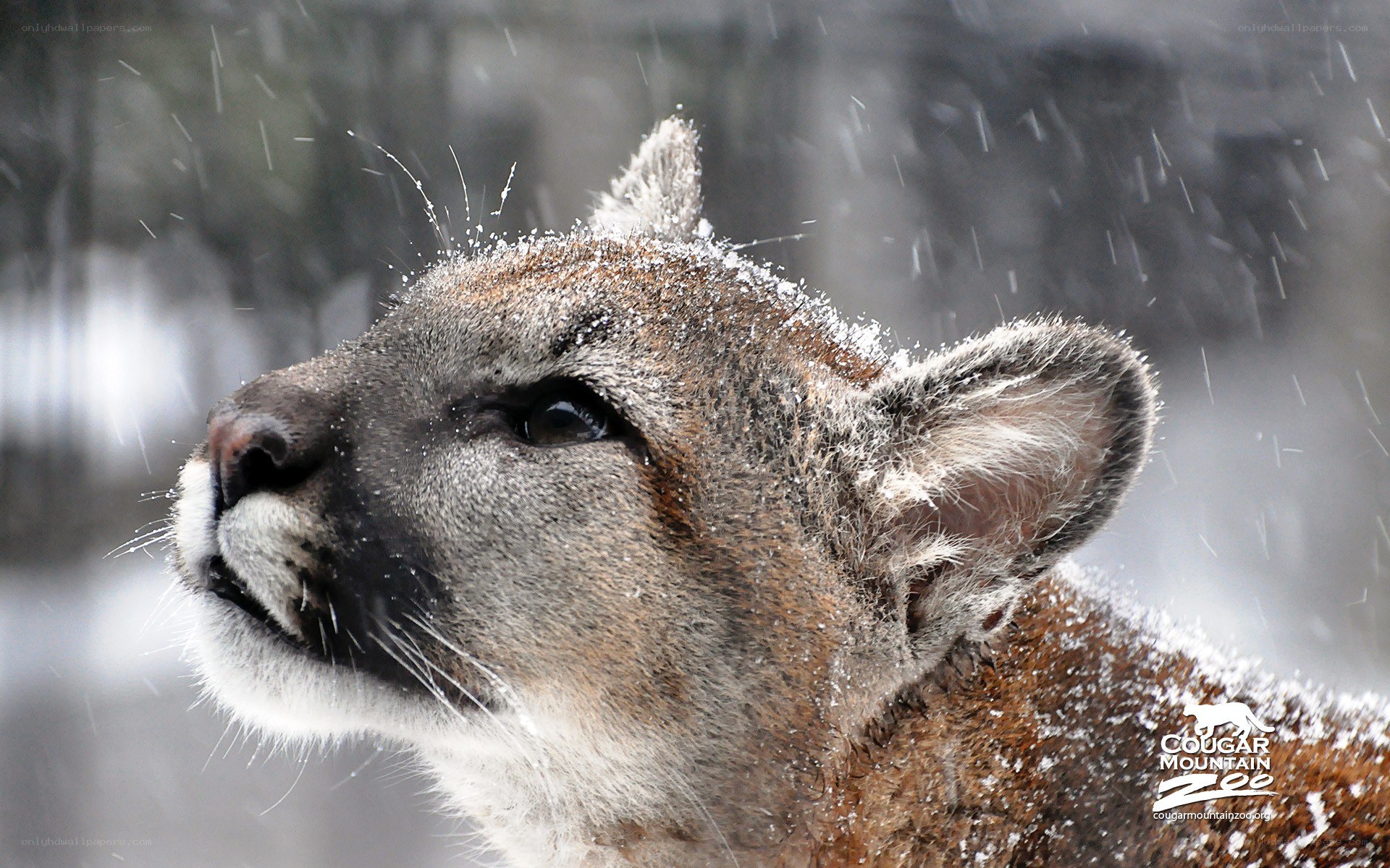Cougar in the snow