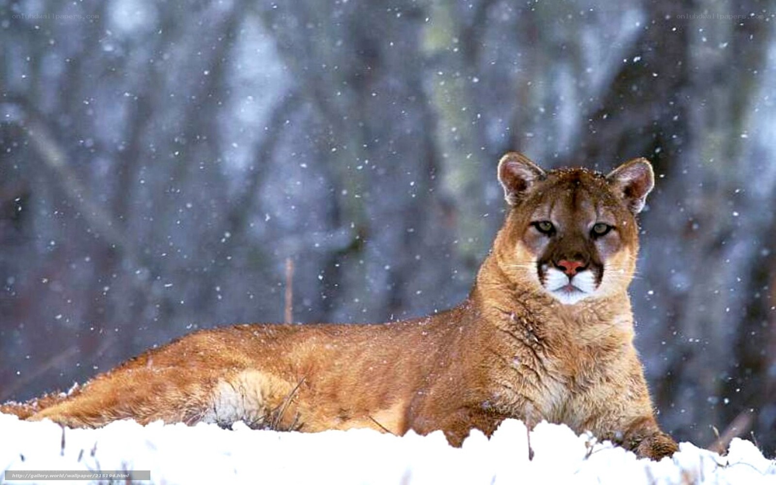 Cougar in the snow