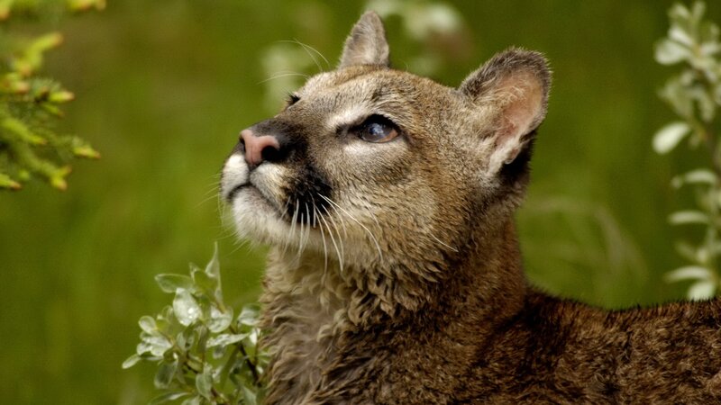 Cougar in the wild