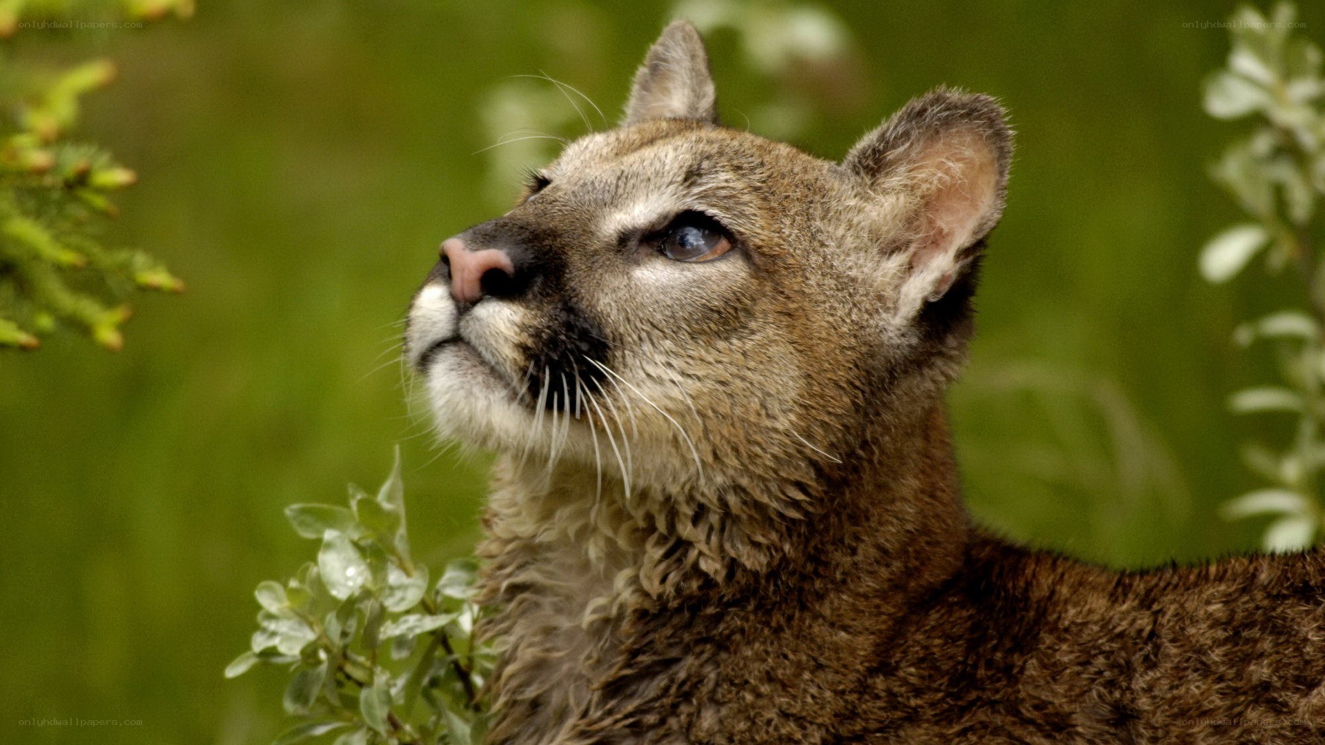 Cougar in the wild