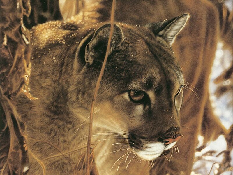 Cougar in the wild