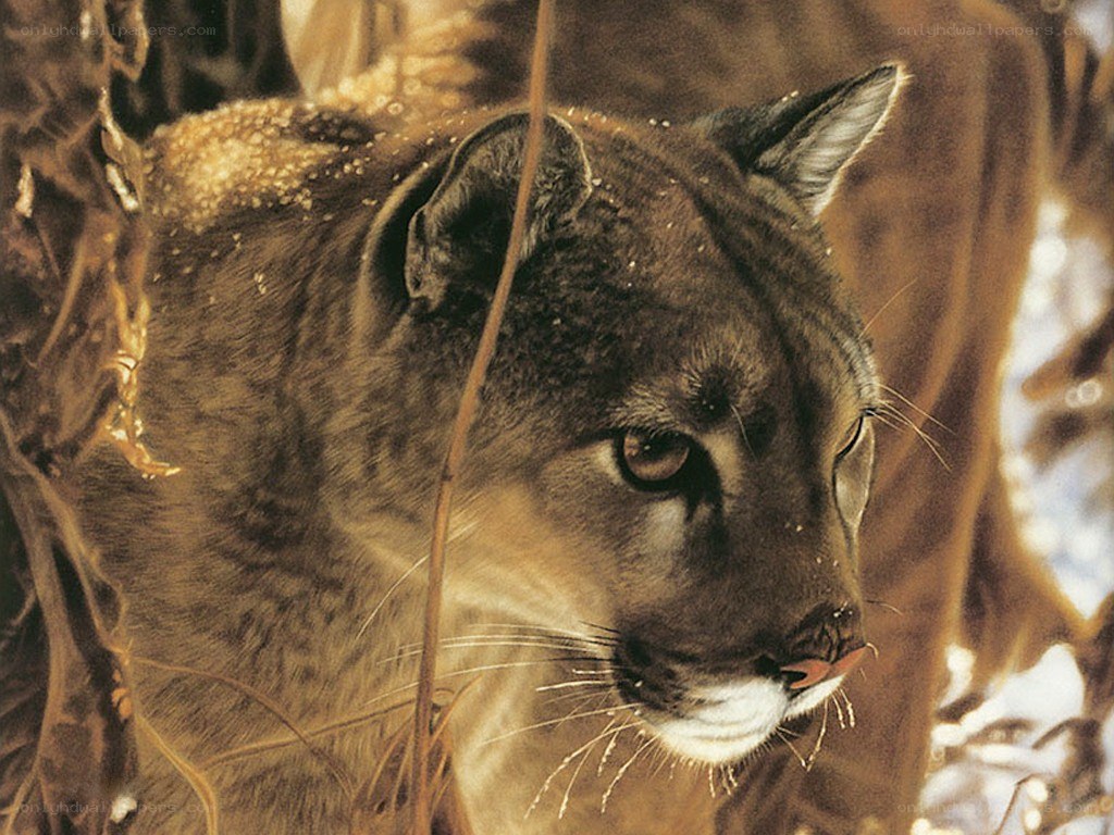 Cougar in the wild