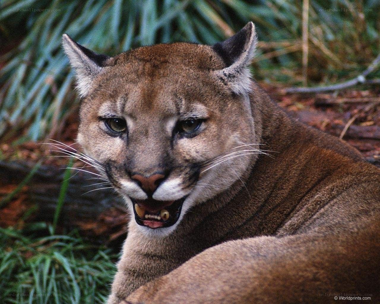cougar in the wild