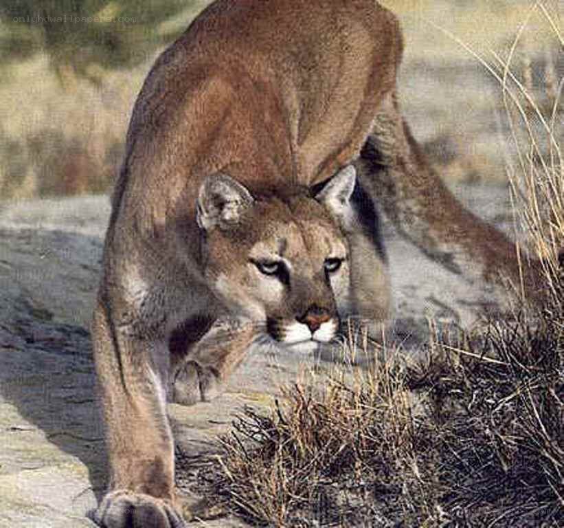 Cougar in the wild