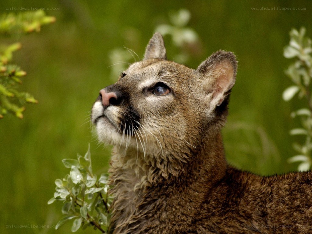 Cougar in the wild