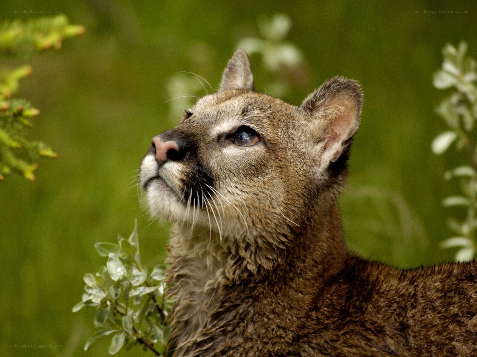 Cougar in the wild