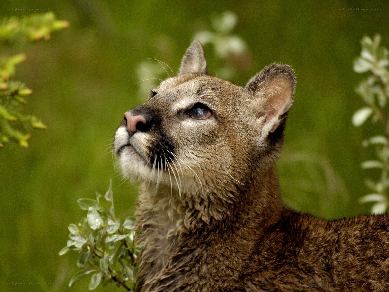 Cougar in the wild
