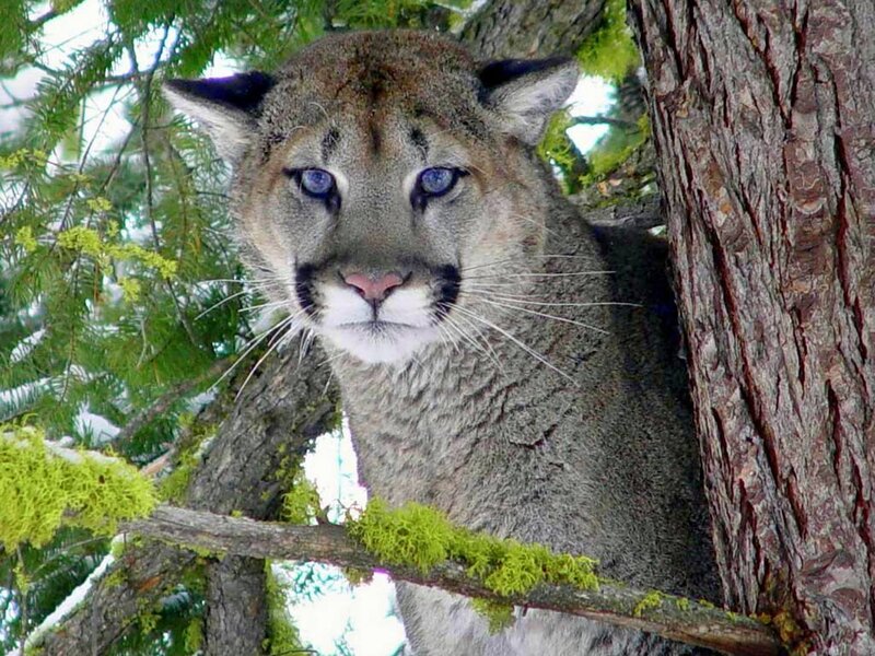 Cougar in Tree