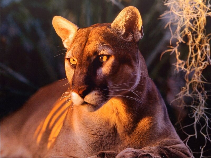 Cougar in warm light