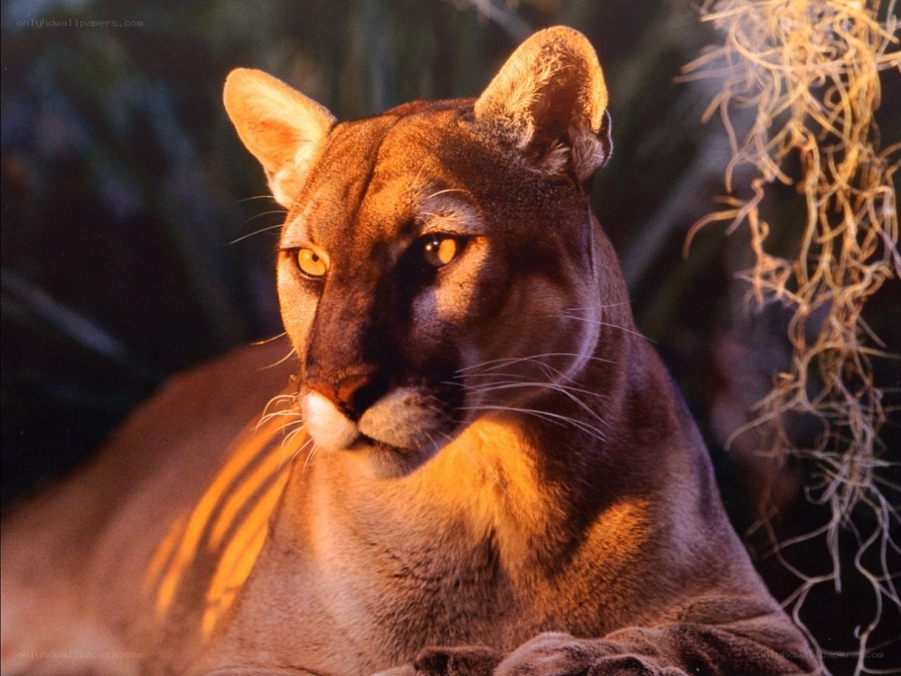 Cougar in warm light