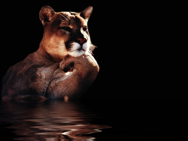 Cougar in water reflection