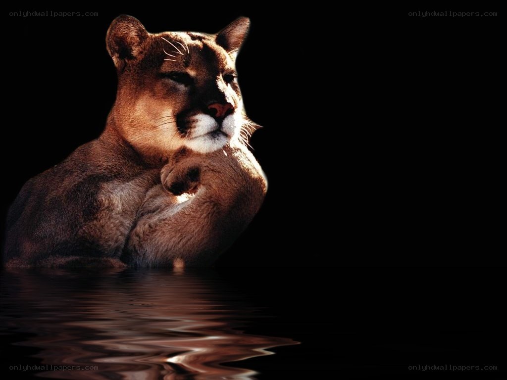 Cougar in water reflection