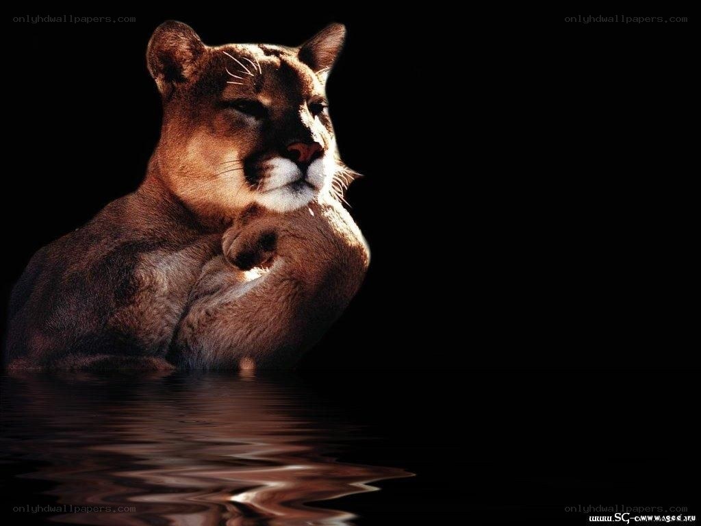 cougar in water