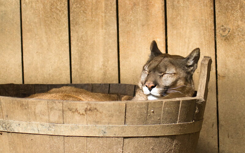 Cougar in Wooden Tub — Brown