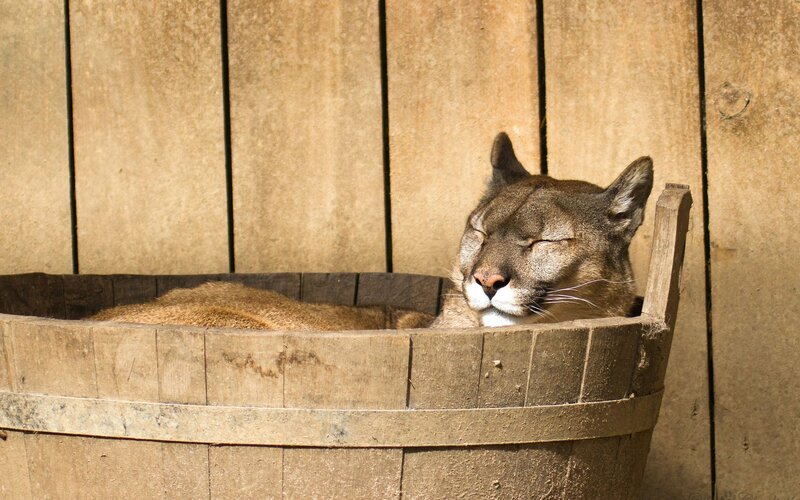 Cougar in Wooden Tub