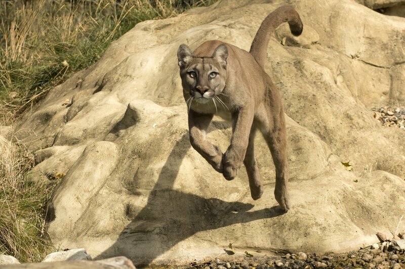 Cougar Jumping on Rocks