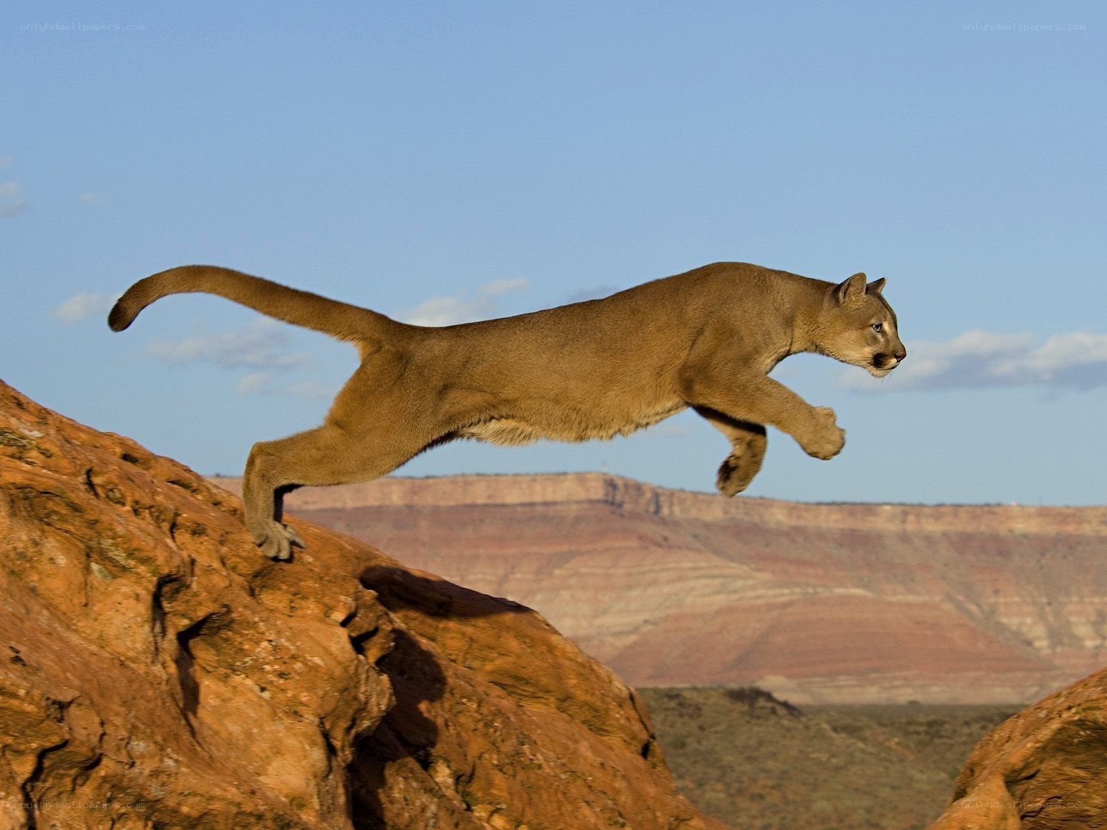 Cougar leaping across canyon