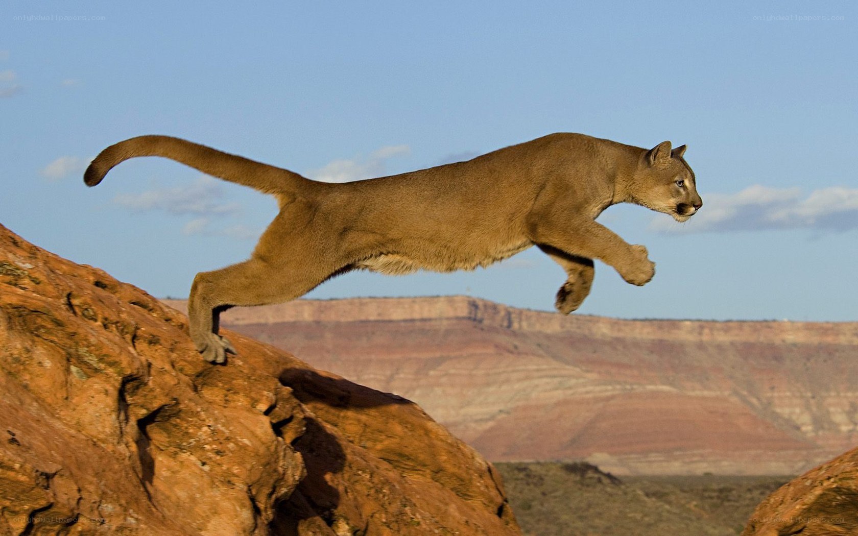 Cougar leaping across canyon