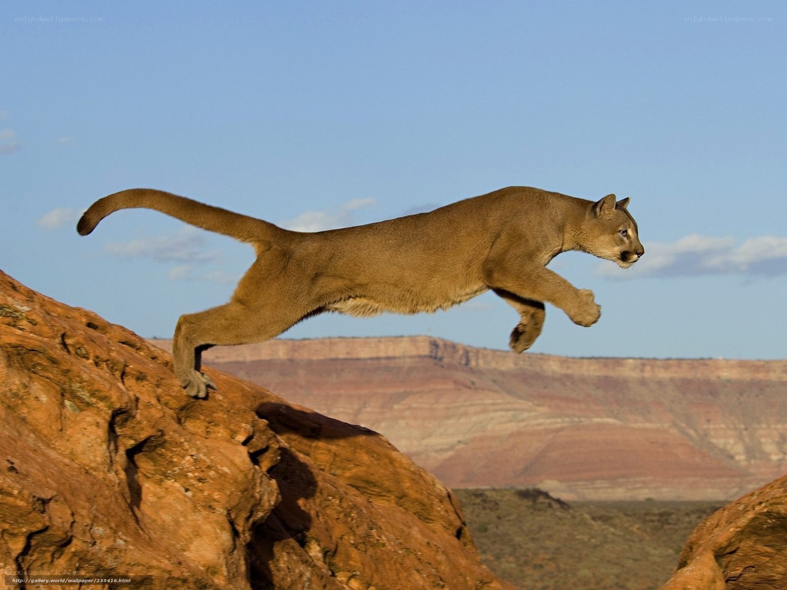 Cougar leaping across canyon