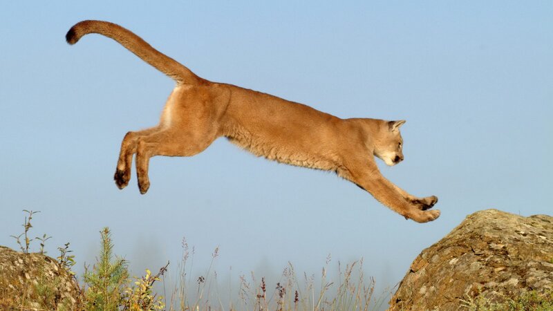 Cougar leaping between rocks