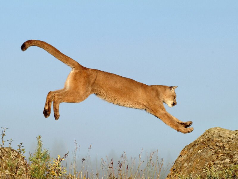 Cougar leaping between rocks