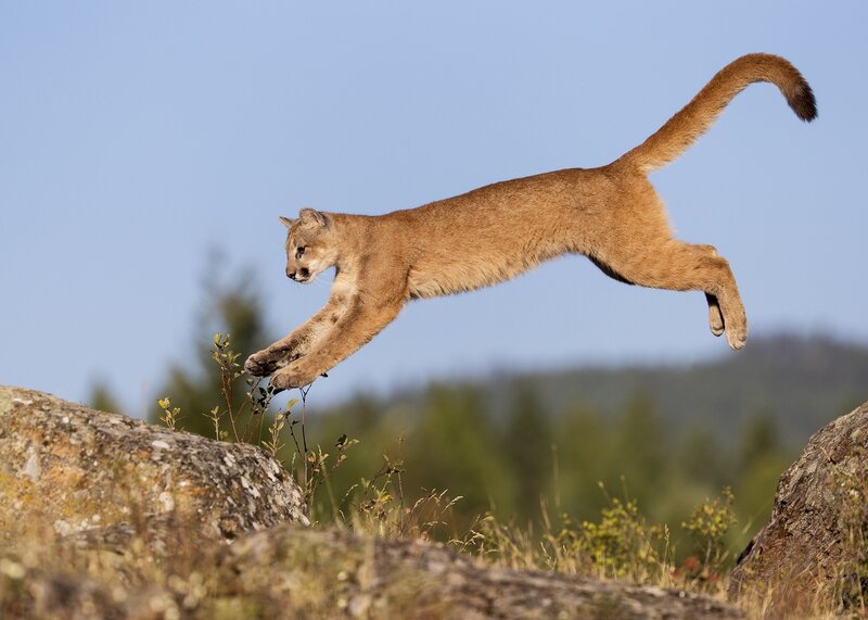 Cougar Leaping Between Rocks — Brown, Dynamic