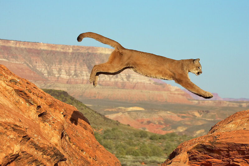 Cougar Leaping Between Rocks — Brown