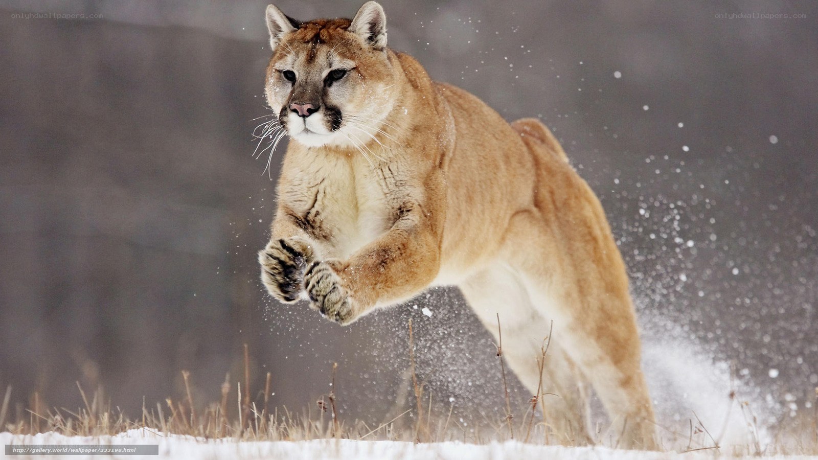 Cougar leaping in snow