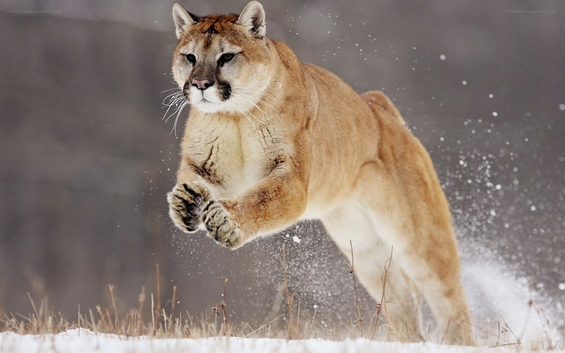 Cougar leaping in snow