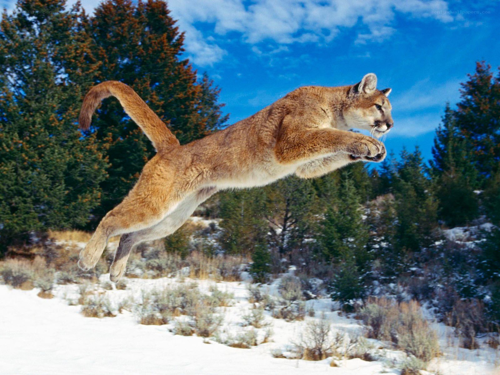 Cougar leaping in snow