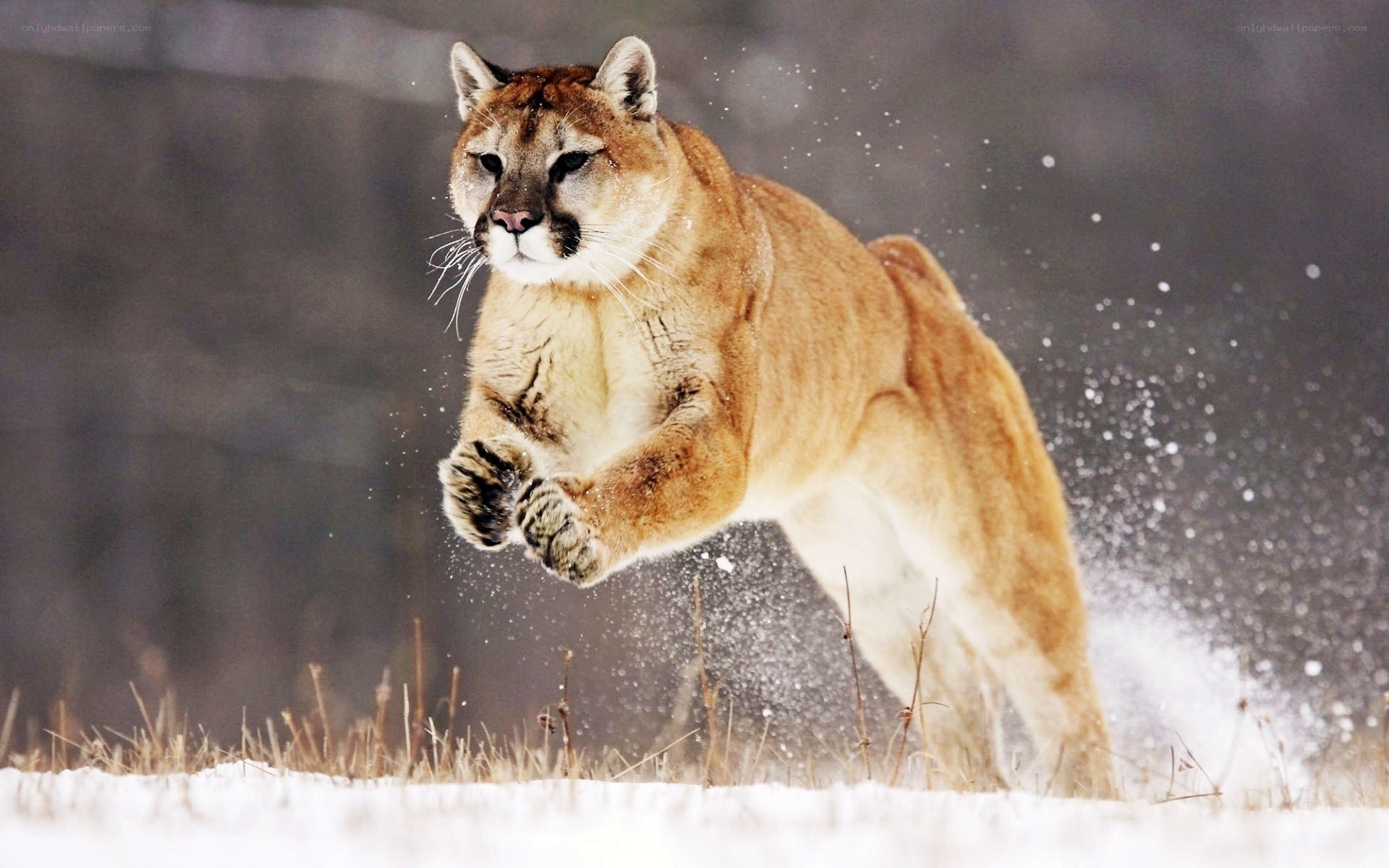 Cougar leaping in snow