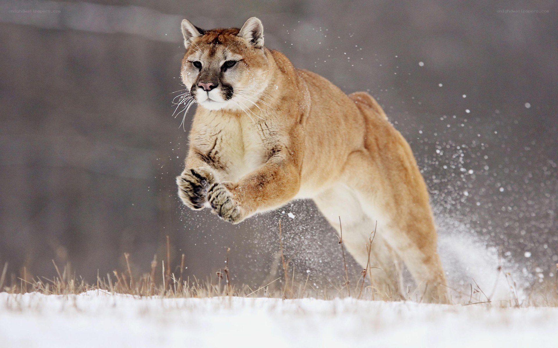Cougar leaping in snow