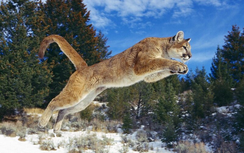 Cougar Leaping in Snow — Brown, Dynamic, Winter, Photograph, Trees, Sky, Blue