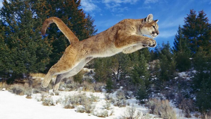 Cougar Leaping in Snow — Brown