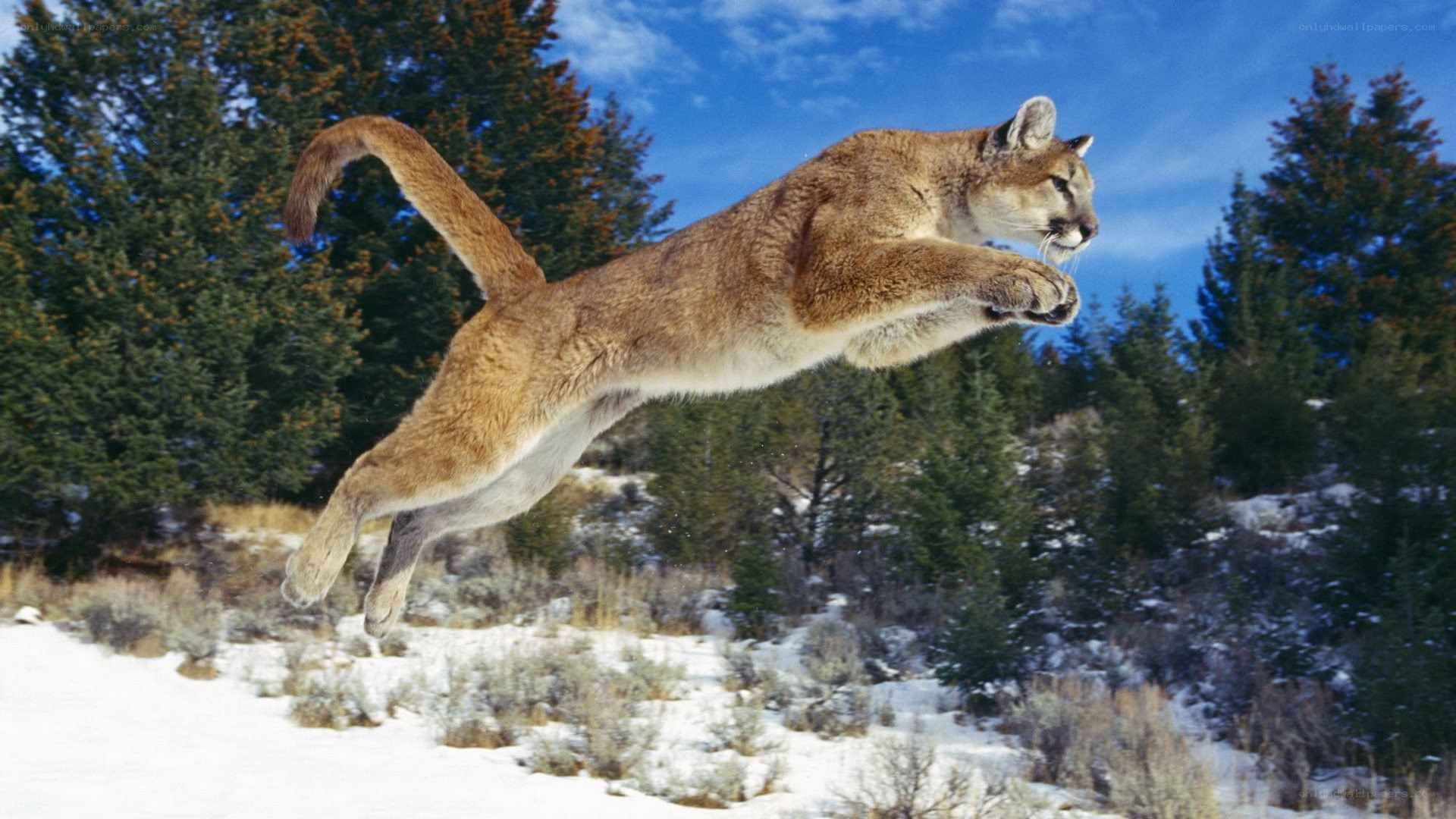Cougar leaping in snowy forest
