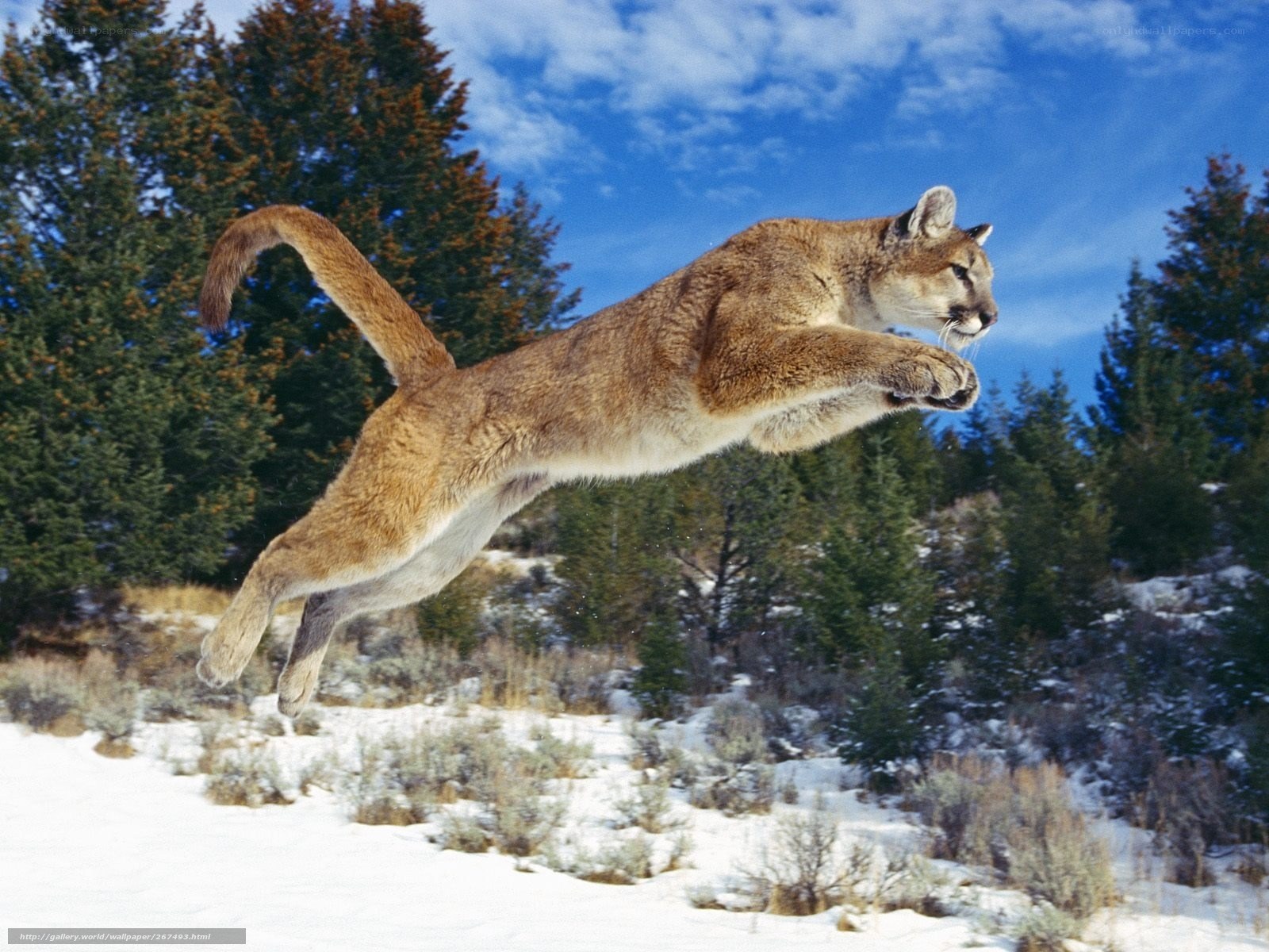 Cougar leaping in snowy forest