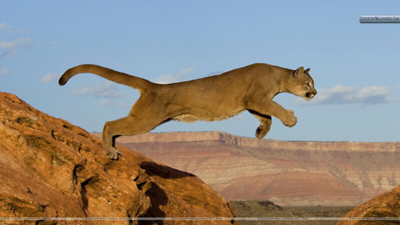 Cougar Leaping over Rock — Brown