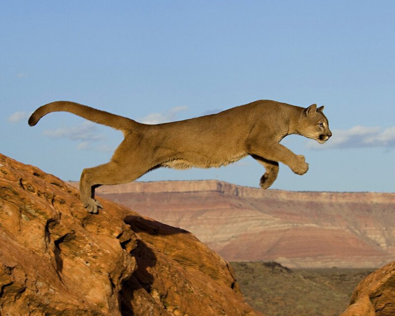 Cougar Leaping over Rock