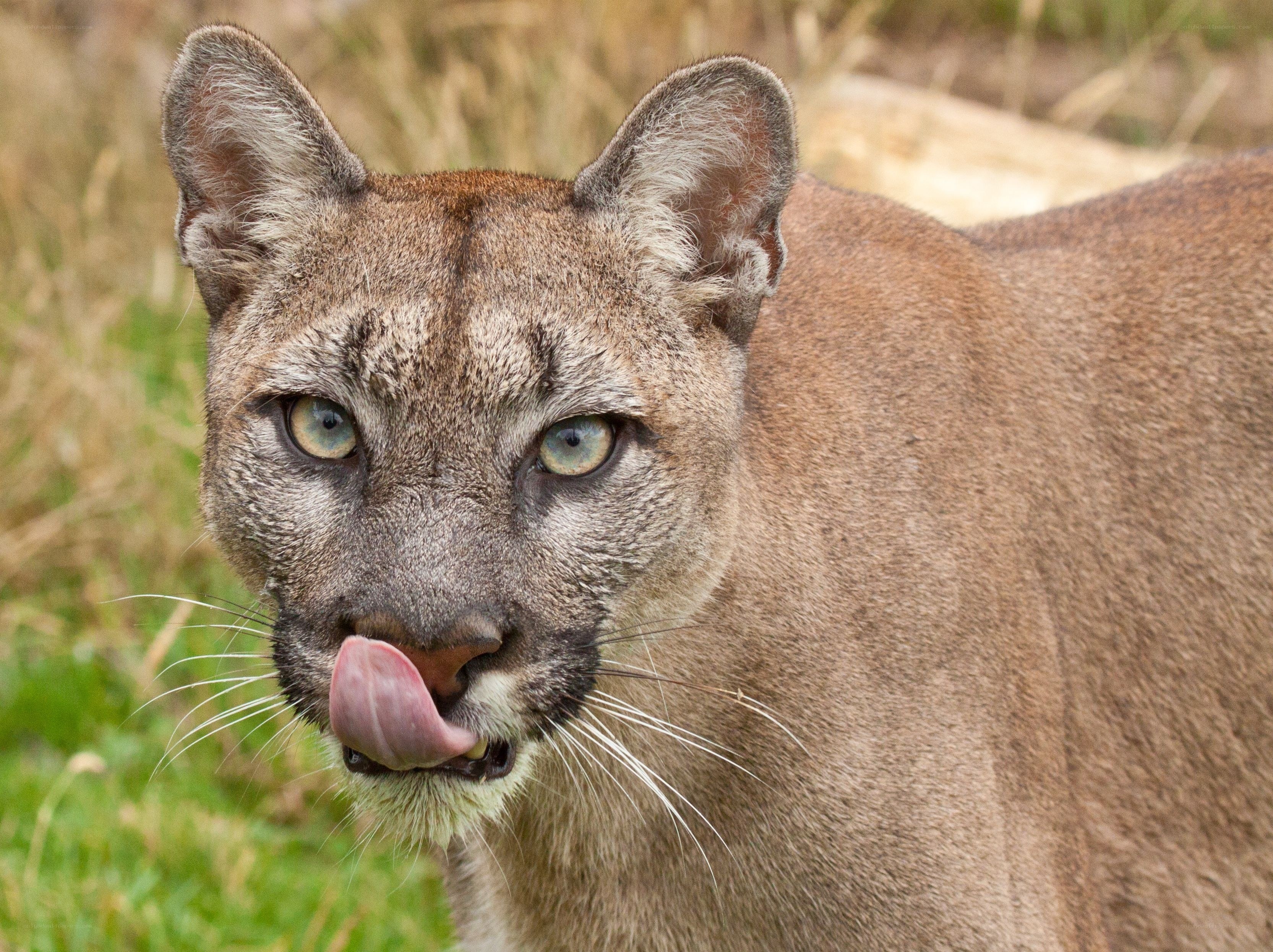 Cougar licking its lips