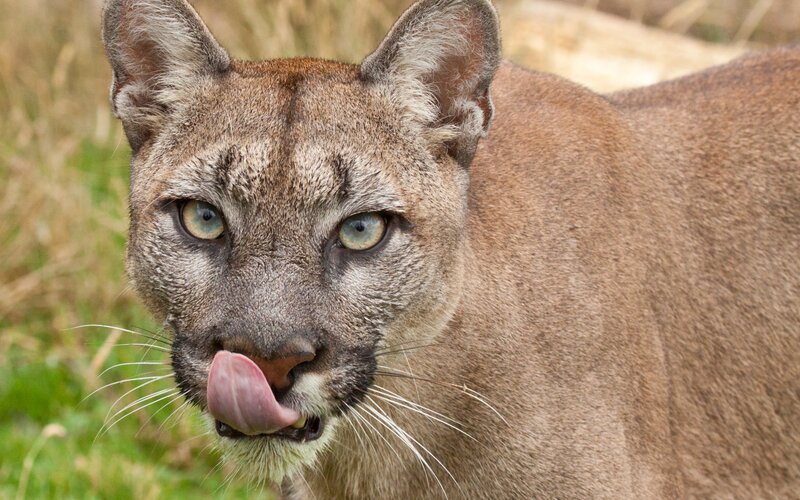Cougar Licking Its Nose — Brown, Alert