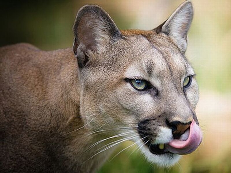 Cougar Licking Its Nose — Brown