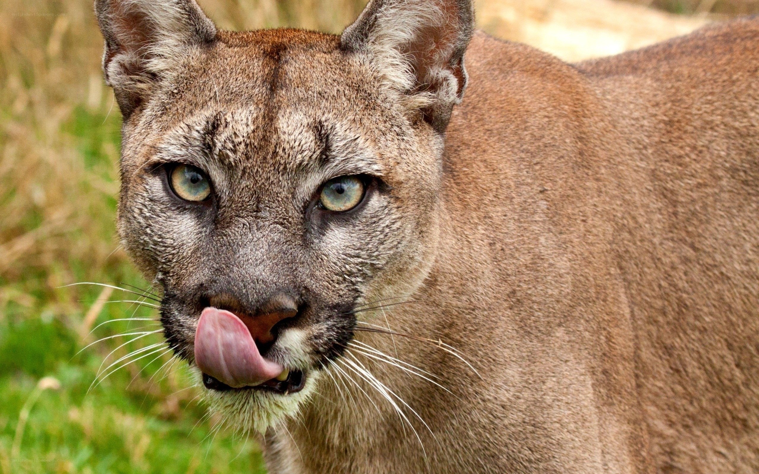 Cougar licking its nose