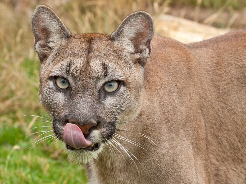 Cougar Licking Nose