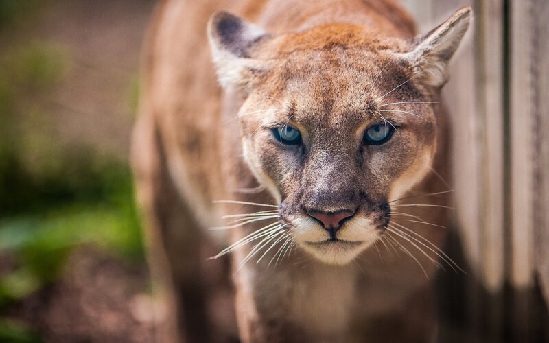 Cougar Looking Forward