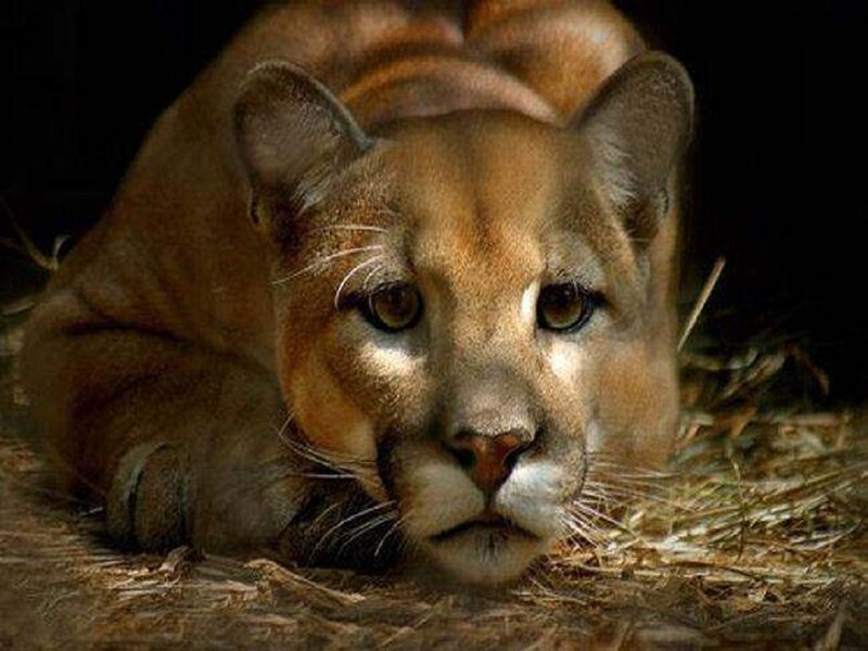 Cougar Lying Down — Brown, Alert
