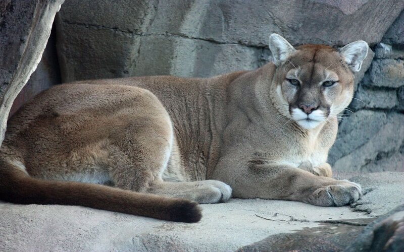 Cougar Lying Down — Brown, Calm, Photograph, Rock, Ground
