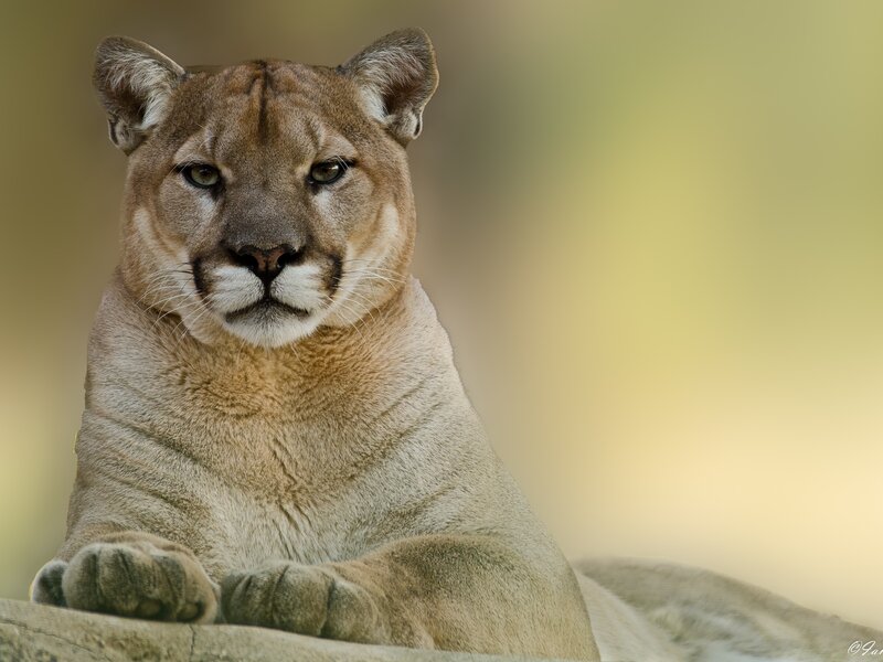 Cougar Lying Down — Brown, Calm, Photograph, Rock